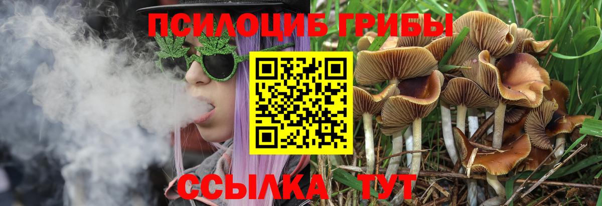 Галлюциногенные грибы Psilocybe Михайловка